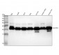Anti-UQCRFS1 Rabbit Monoclonal Antibody